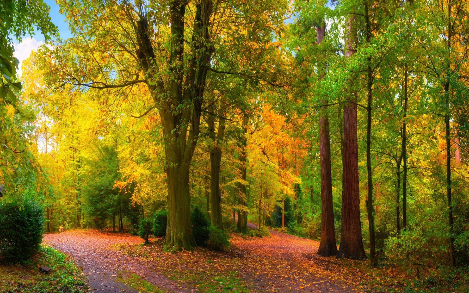 fototapeter Begyndelsen på efteråret u08547