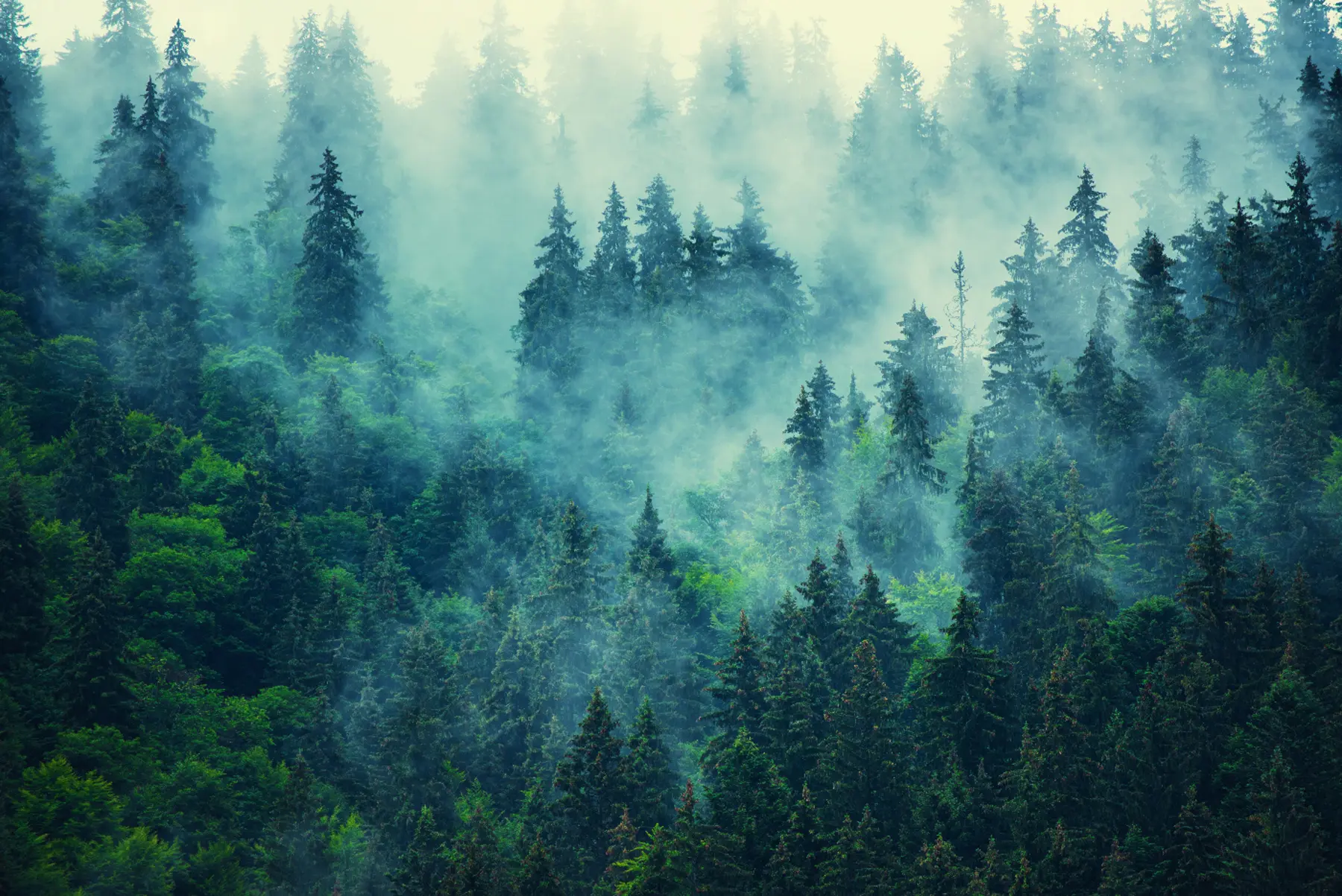 Fototapete Nebeliger Wald am Morgen u33150