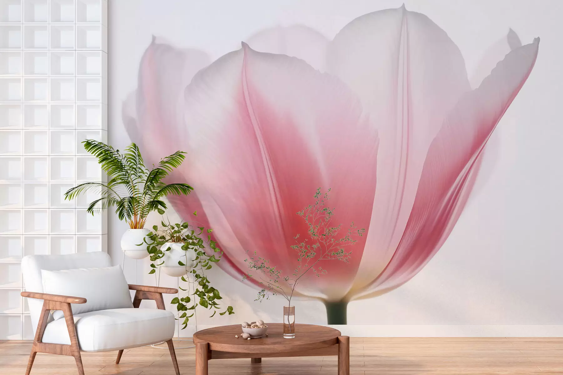 Fototapete Tulpe w03224