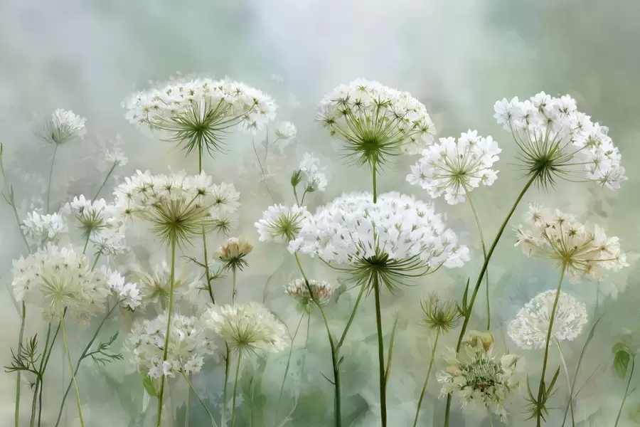 fototapeter sarte hvide vilde blomster Queen Anne, i en malerisk stil, grønne toner w04313