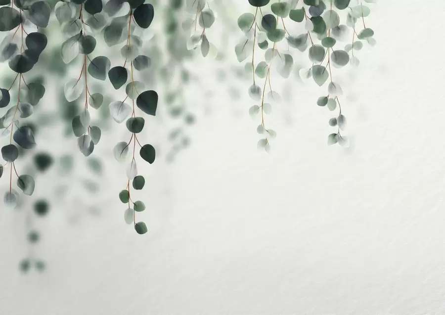 Murale Eucalyptus tombant sur un fond clair w04393