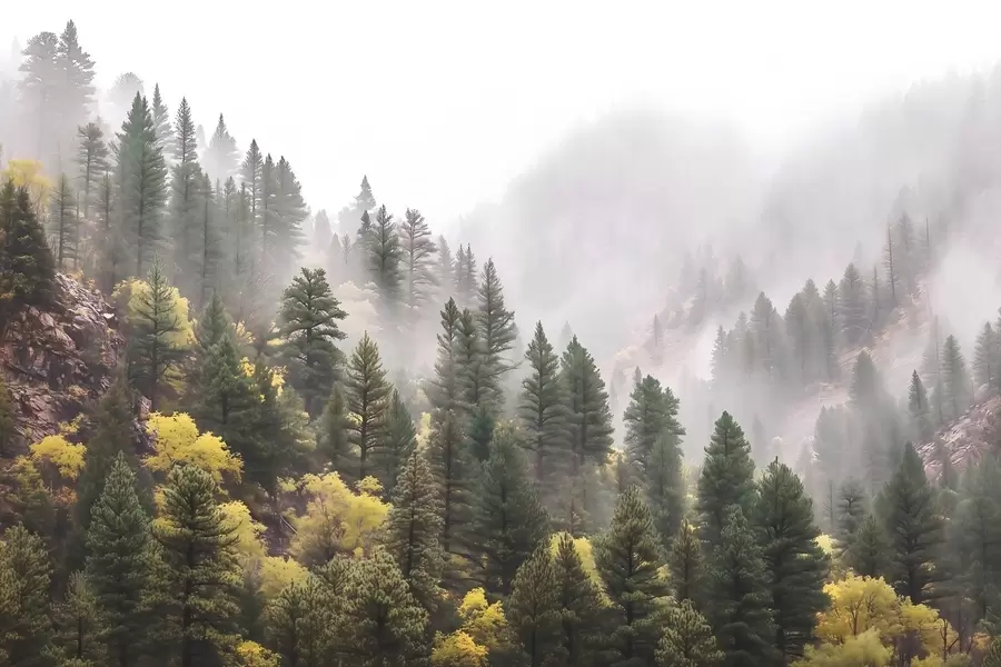 Fototapete Atmosphärischer, nebliger Kiefernwald in den Bergen w09463