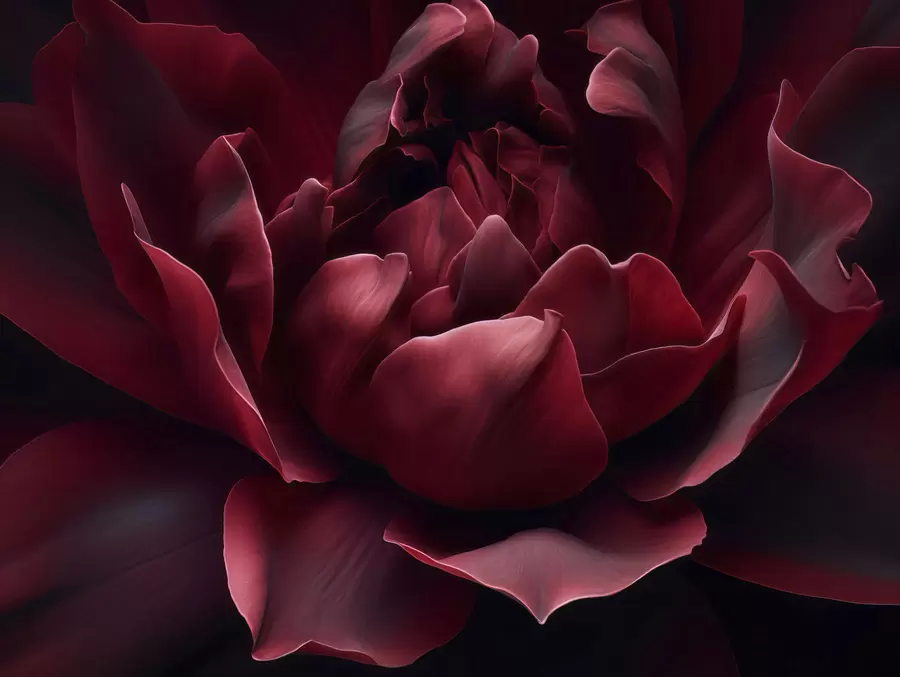 Murale Chuchotement de pétales w05040v1