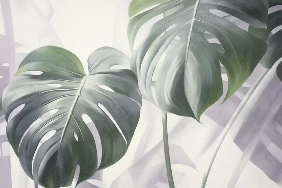 fototapeter Teksturerede monstera-blade, store og grønne, på en blød, lys abstrakt baggrund w09477