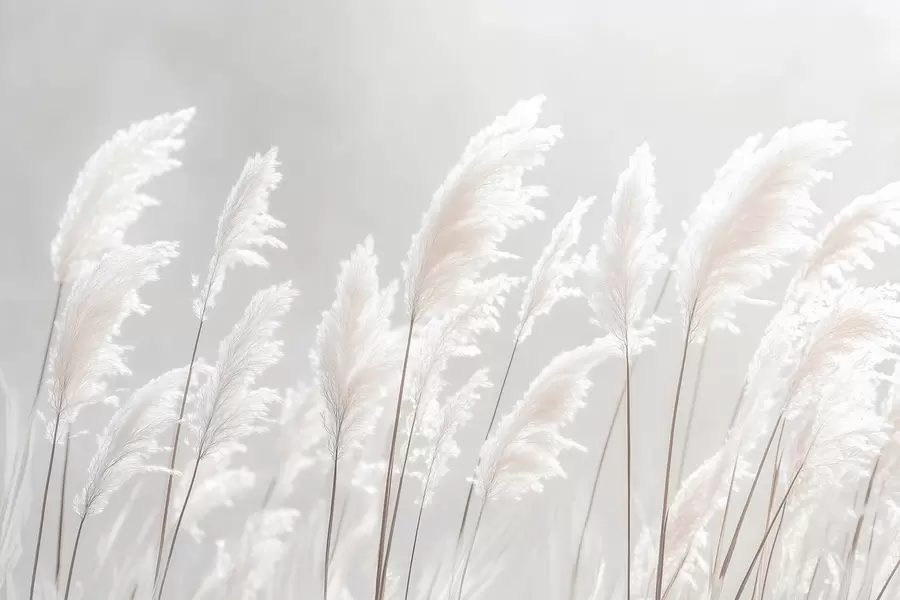 fototapeter Blødt hvidt pampasgræs i det milde morgenlys w09717