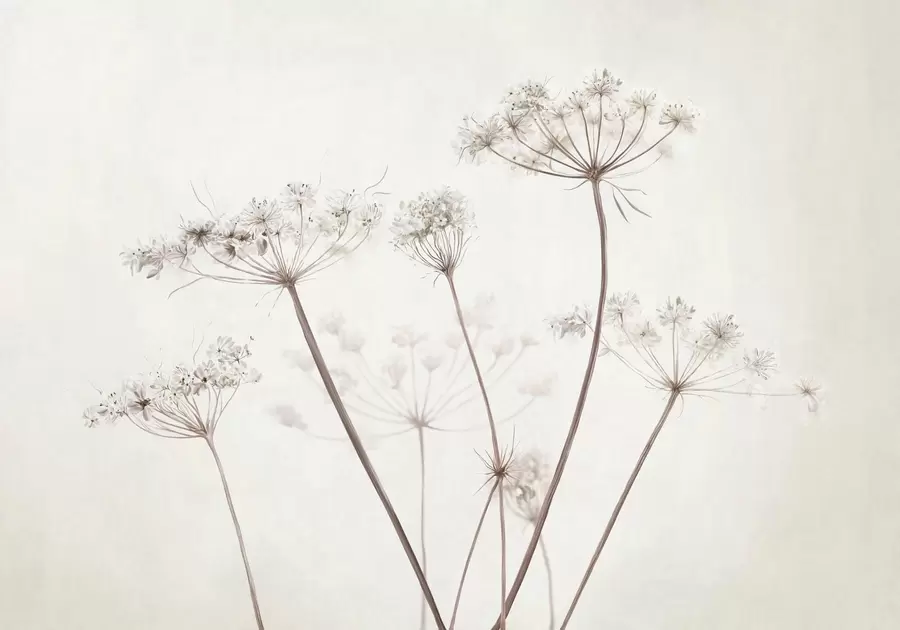 fototapeter Tørrede blomsterstande på en lys, minimalistisk baggrund w05543