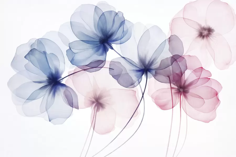 Fototapete Durchscheinende, strukturierte blaue und rosa Blumen auf hellem Hintergrund, zarte, sich überlappende Blütenblätter w09892