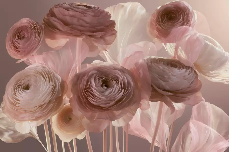 Murale Grandes fleurs de renoncule au style artistique, dans des tons de rose pâle et de crème w09921