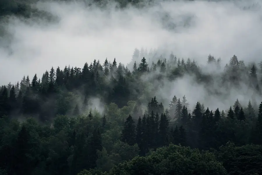 Fototapete Der Wald am Morgennebel u74233