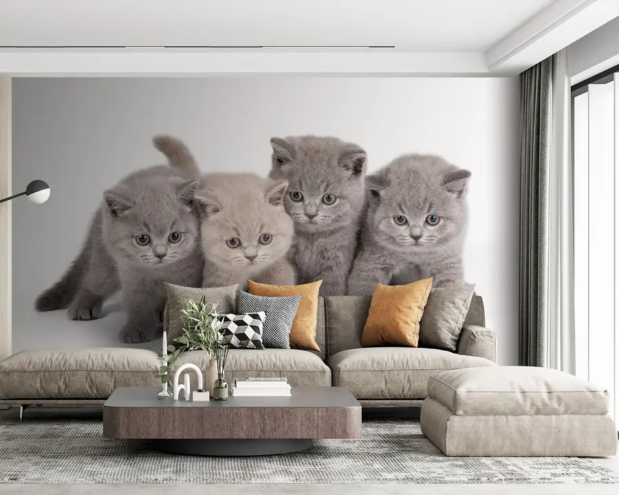 Fototapete Auge, Katze und Fleischfresser u55076