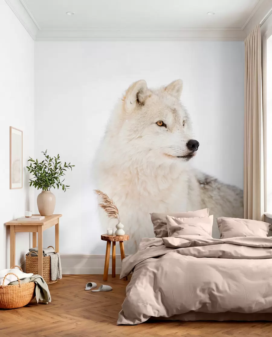 fototapeter Arktisk ulv på hvid baggrund u98189