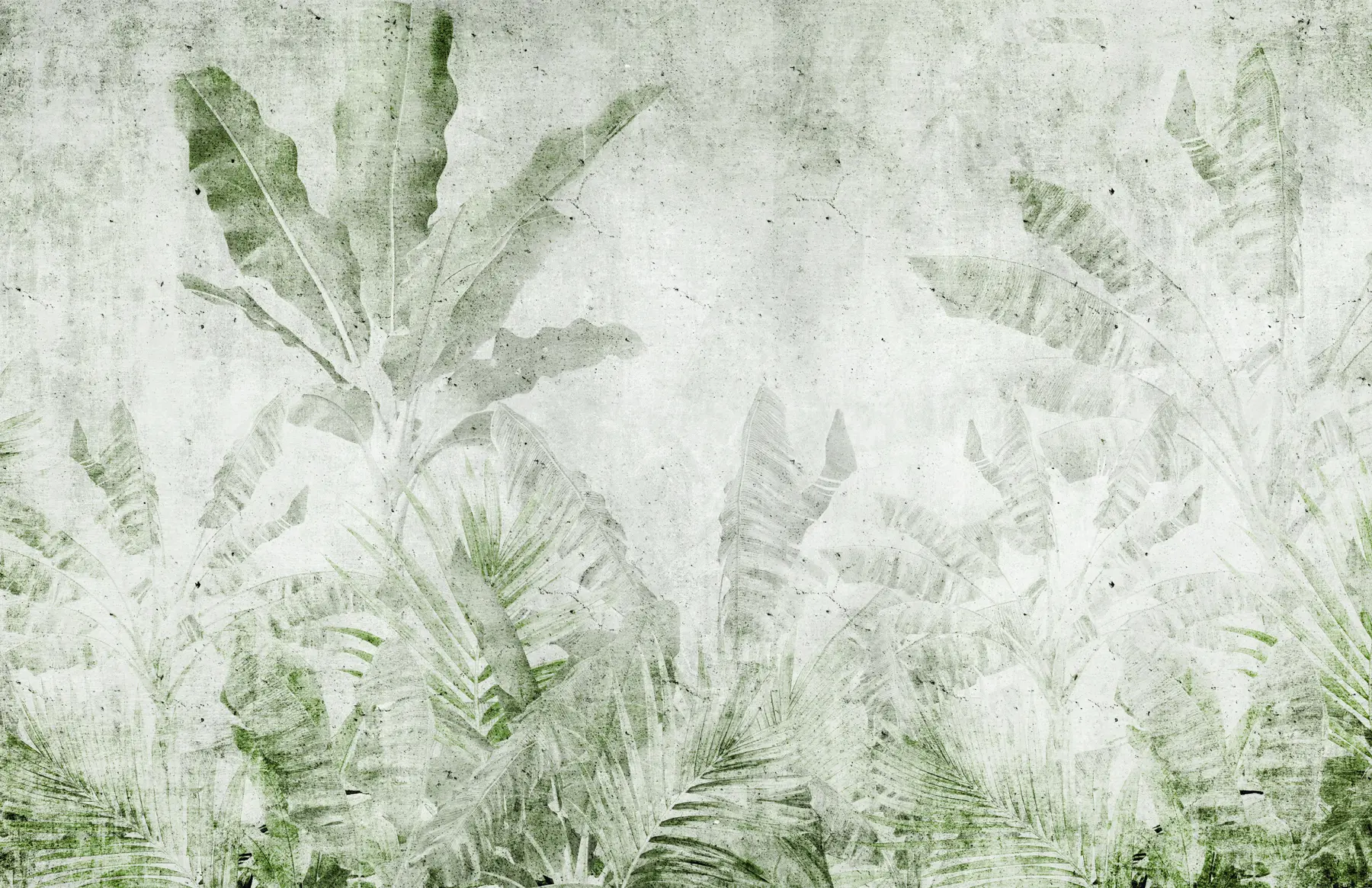 Fototapete Bananenblätter an einer Betonwand u73886v3